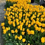 ペルトナーレ - まだまだ見頃