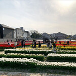 ペルトナーレ - 4/10北島チューリップ公園は満開