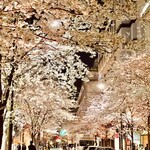 日本橋 蕎ノ字 - ◎日本橋の満開の桜。今年の桜は綺麗だ。。。