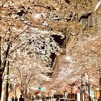 日本橋 蕎ノ字 - ◎日本橋の満開の桜。今年の桜は綺麗だ。。。