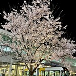 御料理ふじ居 - 富山駅の満開の夜桜