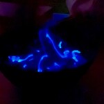 御料理ふじ居 - ほたるいかの光