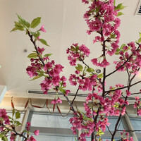 ラ･スコリエーラ - 上向いて撮ったお店の中の桜