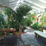 根ッ子うどん - 本当に温室の中。