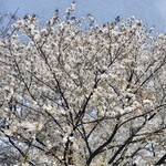 亀有中華そば水しま - 今年の桜は花持ちが良い＼(^o^)／