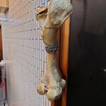 一条流がんこ総本家分家四谷荒木町 - 