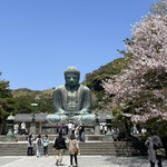 土手長 - 大仏さんと桜