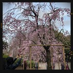 珍々軒 - 上野公園の枝垂れ桜