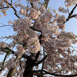 ぎゃらりぃかふぇ華野 - 駐車場の満開の桜