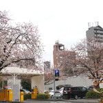 Kafekariforunia - 駐車場入口の桜