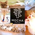 猫カフェ MOCHA - 