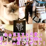 猫カフェ MOCHA - 