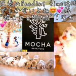 猫カフェ MOCHA - 