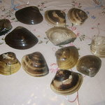 日の出 - 江戸時代の正式な貝合わせは３６０セットだったそうです・・・