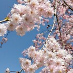 ジェラートショップ 香想 - 駐車場の桜が綺麗でした