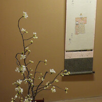 本湖月 -  本湖月 -