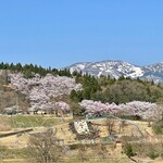 Yottekare Jouhana - 桜ヶ池公園の桜