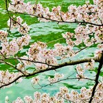 おにく 花柳 - ◎隅田川の桜