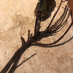 ル スプートニク - 4/9