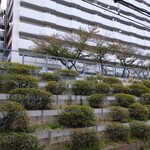 一〇そば - 線路際もみな散ったか...