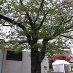 一〇そば - すっかりミドリ