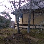 江戸三 - 鹿が周りにいました