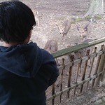 江戸三 - 離から鹿に餌をやる