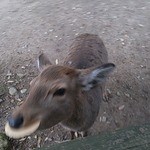 江戸三 - パクつく鹿