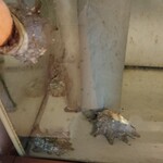 福松荘 - アワビ、サザエの水槽♪