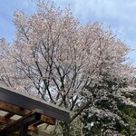 Yamabiko Chaya - 目の前に立派な桜が