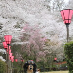 西安餃子 - 藤枝の瀬戸川堤防の桜