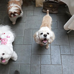 エビスエスクラッシコ - 待ってました！！！