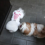 エビスエスクラッシコ - お肉美味しかったわネッ！