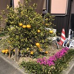 ごはん屋さくら - 