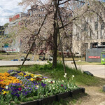 薩摩蒸気屋 - 警固公園の桜