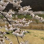 安部製麺所 - 馬見ヶ崎川の桜
