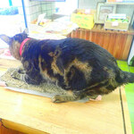 フルーツショップ 柿良 - 大将「はくしゅされてびっくりしたのニャ」