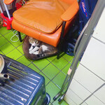 フルーツショップ 柿良 - ミル「だれニャの、このおんちゃ」