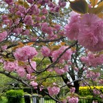 でぶそば - 砂押川沿いの桜