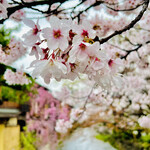 おが和 - ◎京都白川の桜は美しい。