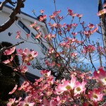 丸周 - 桜は葉桜で ハナミズキが 満開でした (*´-`)