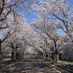 てんぞ - 斐川公園の桜