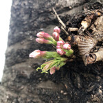 に干し屋 SINCHAN - 店前の御神木の桜は蕾が開き始めていたました。