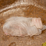 うを徳 - 2022.4 淡路星鰈お造り