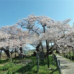 鶴ヶ城喫茶 - 石部桜（反対側は３部咲きくらい）