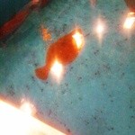 とくり 本店 - 分かり難いけど、生簀にへばりつくカレイ