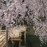 藁焼き鰹たたき 明神丸 - 岡山後楽園・栄唱橋と八重紅枝垂桜(2022年4月)