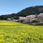 Tumbleweed burgers cafe - 川渡温泉の満開の桜と菜の花を見ながら食べました