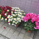 一寛 - 店頭のシクラメン他