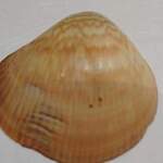 四季 おりおり - 